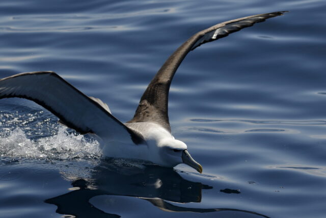 Albatross Spiritual Meaning: albatross on the ocean symbolizing endurance, freedom and navigation