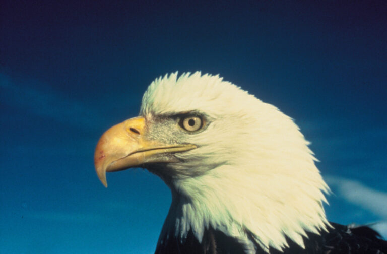 Bald Eagle Spiritual Meaning: Symbolism, Signs & Spirit Animal