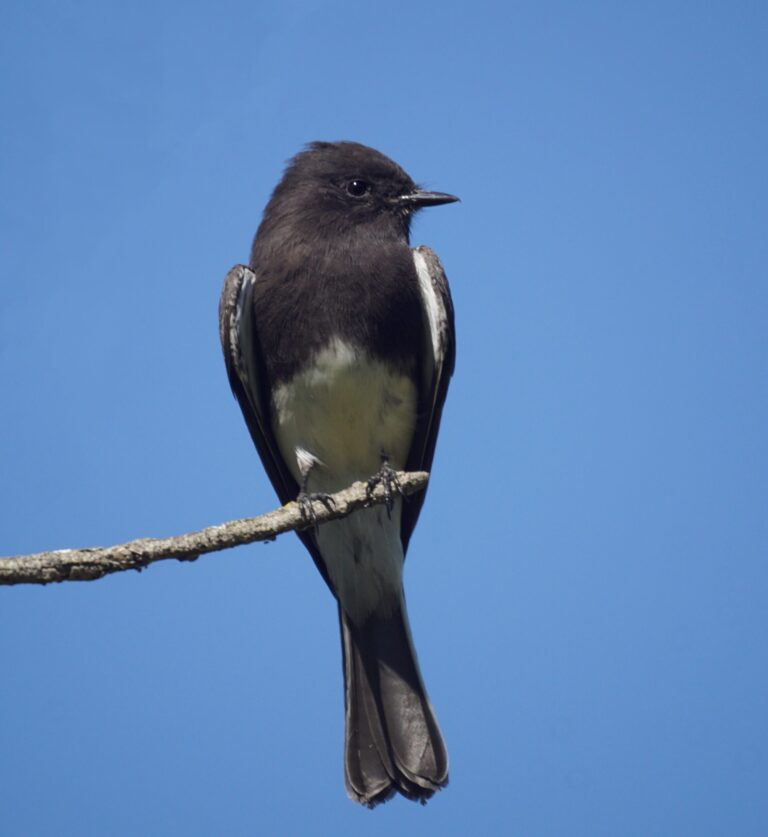 Black Phoebe Spirit Animal Meaning: Symbolism, Totem & Signs