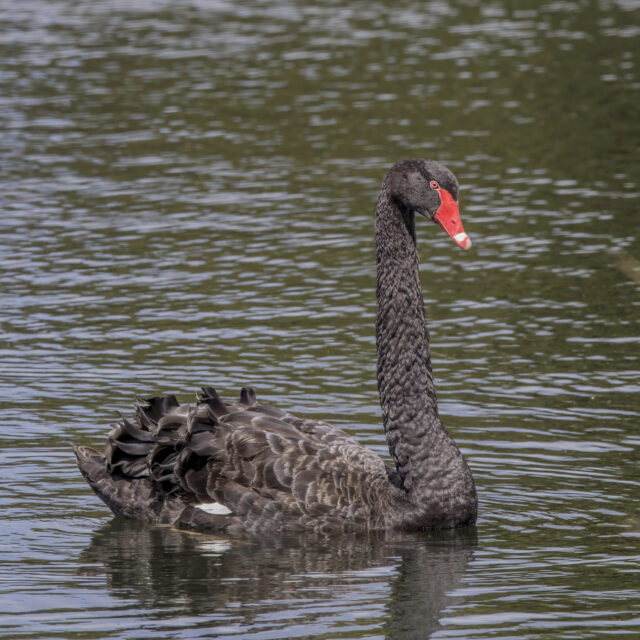 Black Swan Spirit Animal Meaning: black swan on water symbolizing rarity, transformation and the unexpected
