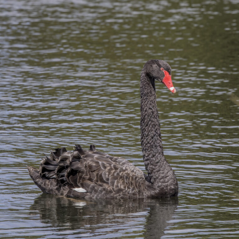 Black Swan Spirit Animal Meaning: Symbolism, Totem & Signs