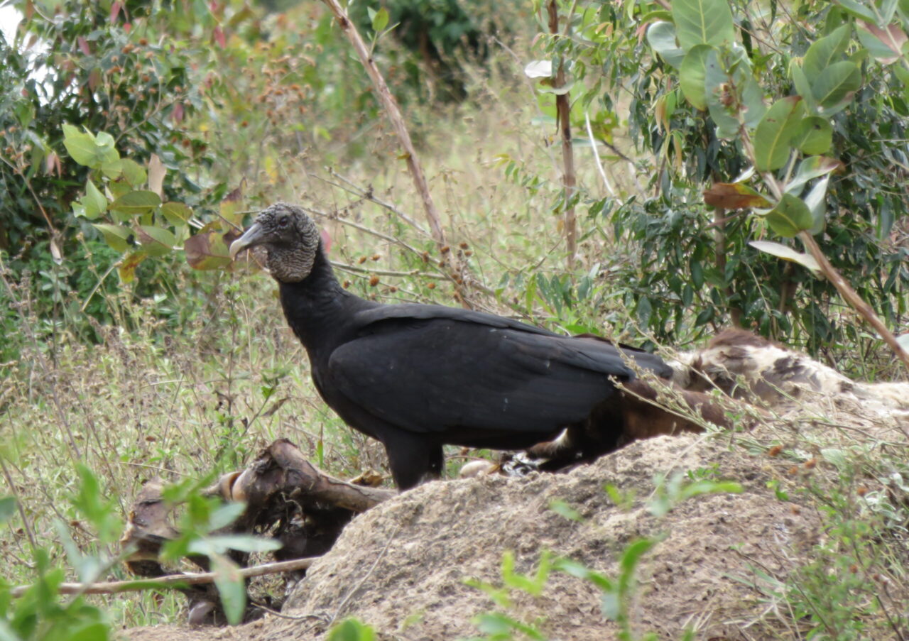 Black Vulture Spirit Animal Meaning: black vulture representing transformation, patience and renewal