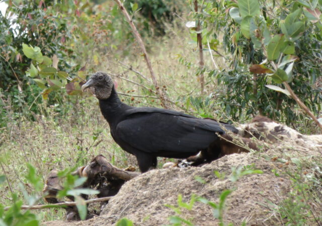 Black Vulture Spirit Animal Meaning: black vulture representing transformation, patience and renewal