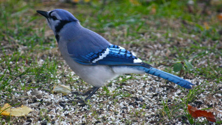 Blue Jay Spirit Animal Meaning: Symbolism, Totem & Signs