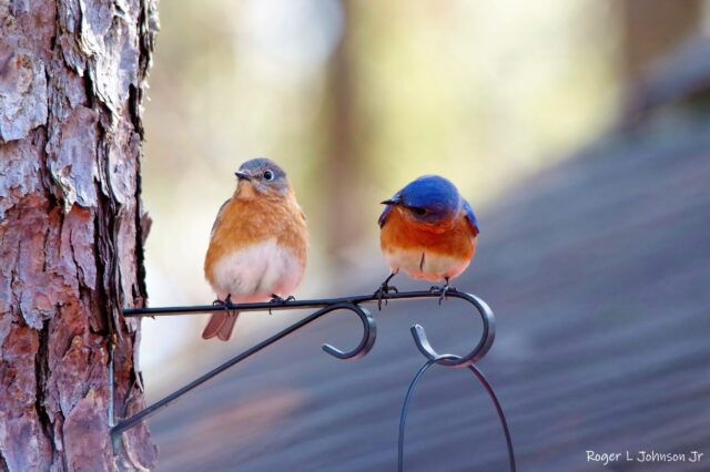 Bluebird Spirit Animal Meaning: bluebirds symbolizing happiness, hope and renewal