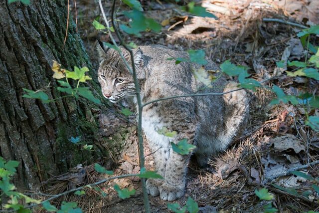 bobcat illustrating bobcat spiritual meaning and symbolism