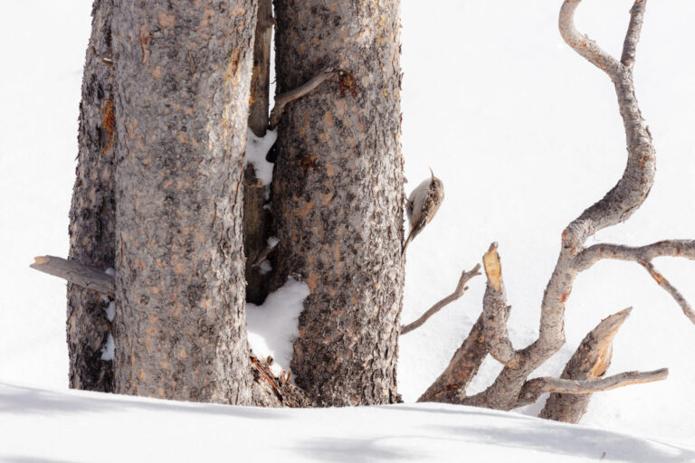 Brown Creeper Spirit Animal Meaning: Symbolism, Totem & Signs