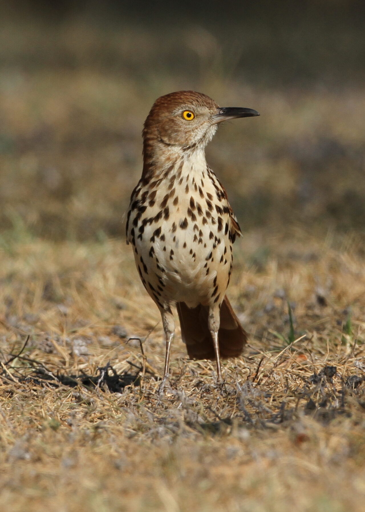 Brown Thrasher Spirit Animal Meaning: brown thrasher symbolizing expression, protection and persistence