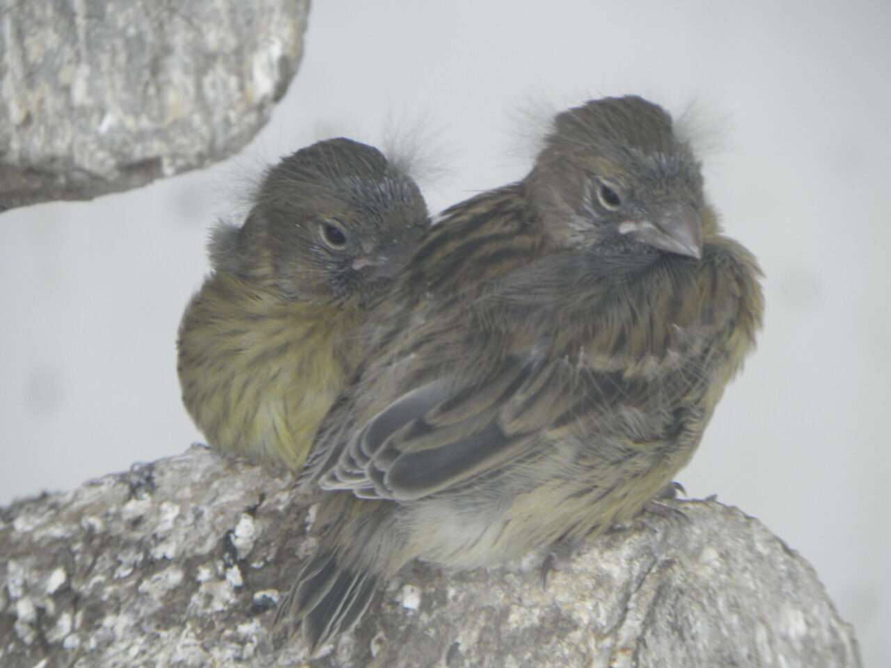 Canary Spirit Animal Meaning: canary symbolizing joy, expression and warning
