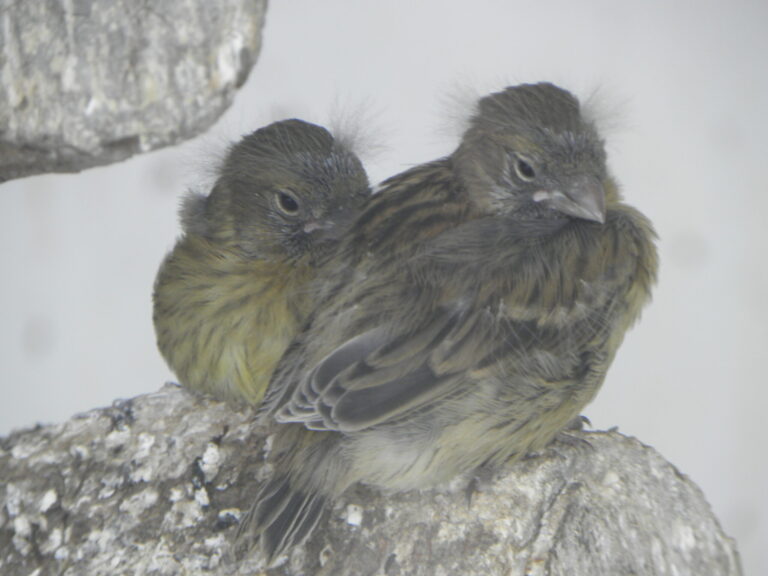 Canary Spirit Animal Meaning: Symbolism, Totem & Signs