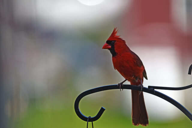Cardinal Spirit Animal Meaning: male northern cardinal symbolizing vitality, devotion and visibility