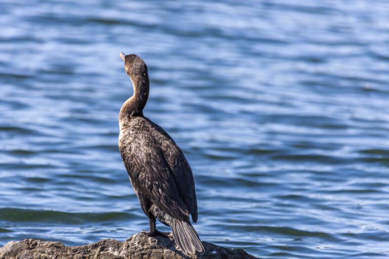 Cormorant Spirit Animal Meaning: Symbolism, Totem & Signs
