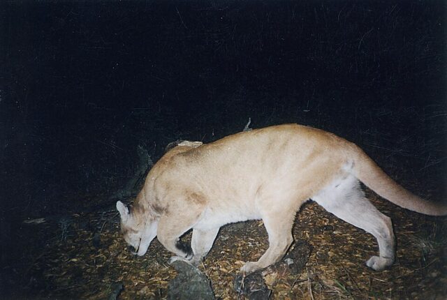 Cougar illustrating cougar spiritual meaning and symbolism