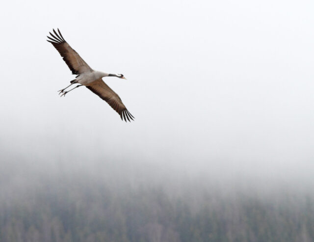 Crane Spirit Animal Meaning: common crane symbolizing grace, patience and transition