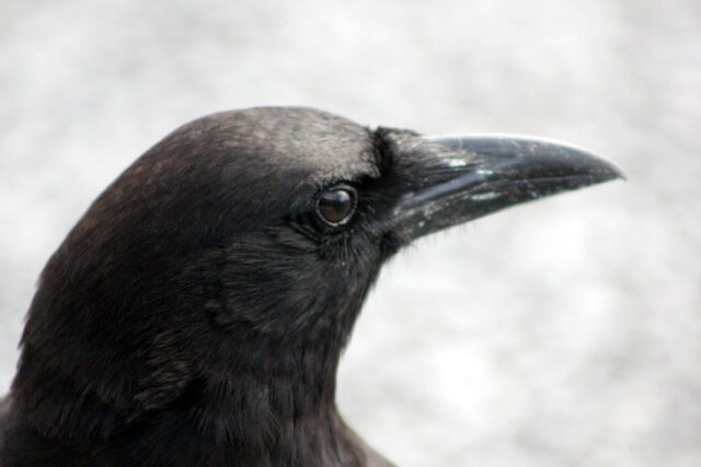 Crow Spirit Animal Meaning: American crow symbolizing intelligence, transformation and observation