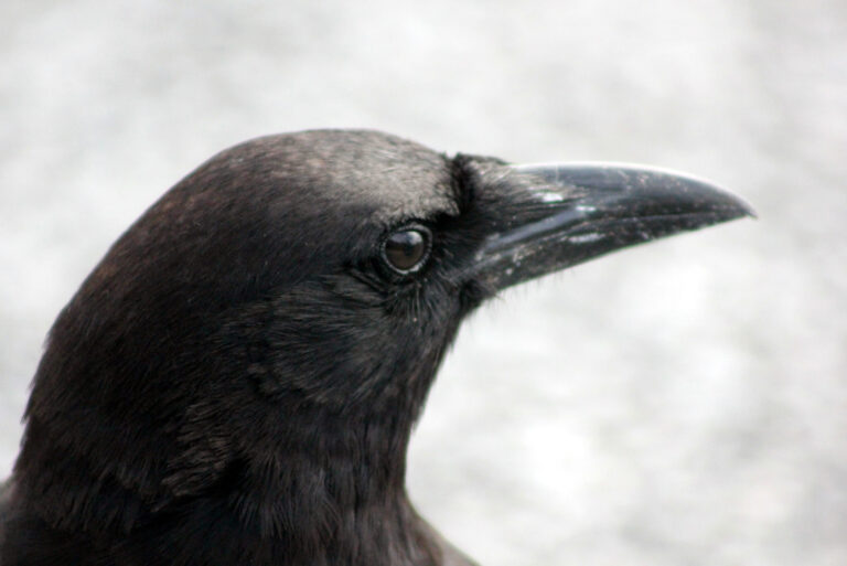 Crow Spirit Animal Meaning: Symbolism, Totem & Signs