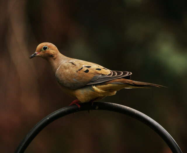 Dove Spirit Animal Meaning: mourning dove symbolizing peace, devotion and spiritual comfort