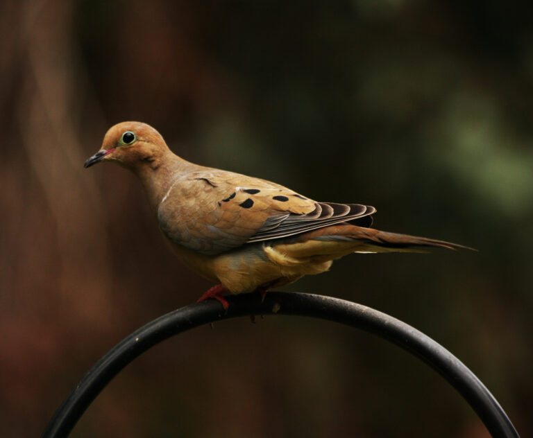 Dove Spirit Animal Meaning: Symbolism, Totem & Signs