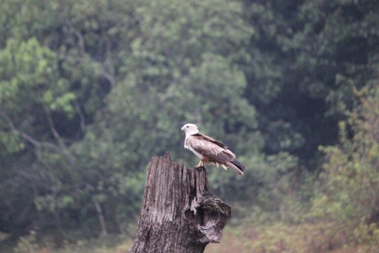 Eagle Spirit Animal Meaning: Symbolism, Totem & Signs