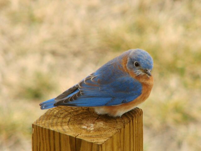 Eastern Bluebird Spirit Animal Meaning: male eastern bluebird symbolizing joy, renewal and communication