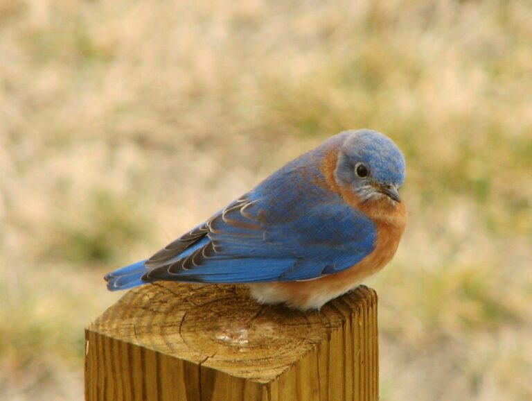 Eastern Bluebird Spirit Animal Meaning: Symbolism, Totem & Signs