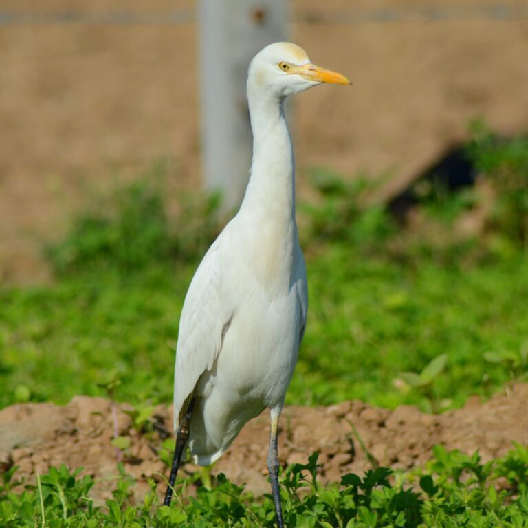 Egret Spirit Animal Meaning: Symbolism, Totem & Signs