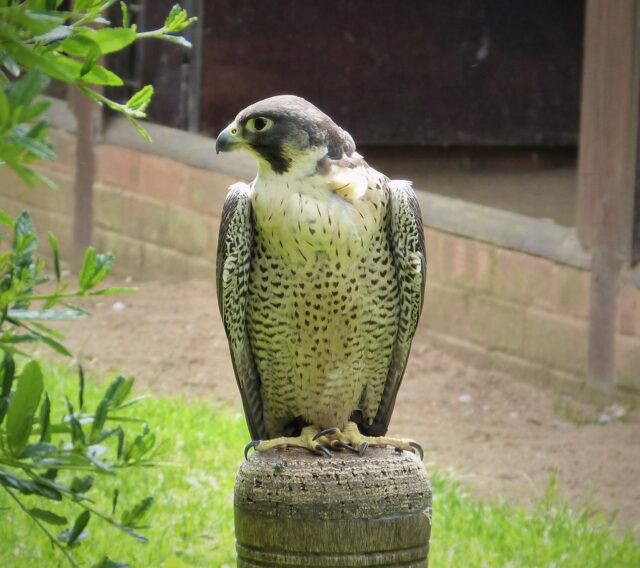 Falcon Spirit Animal Meaning: peregrine falcon representing speed, focus and precision