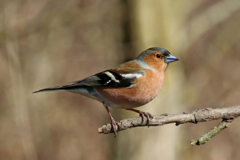 Finch Spirit Animal Meaning: Symbolism, Totem & Signs