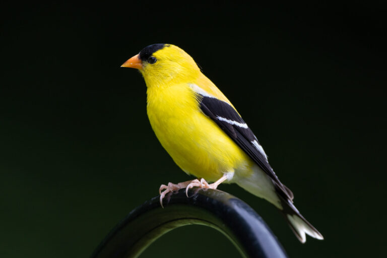 Goldfinch Spirit Animal Meaning: Symbolism, Totem & Signs