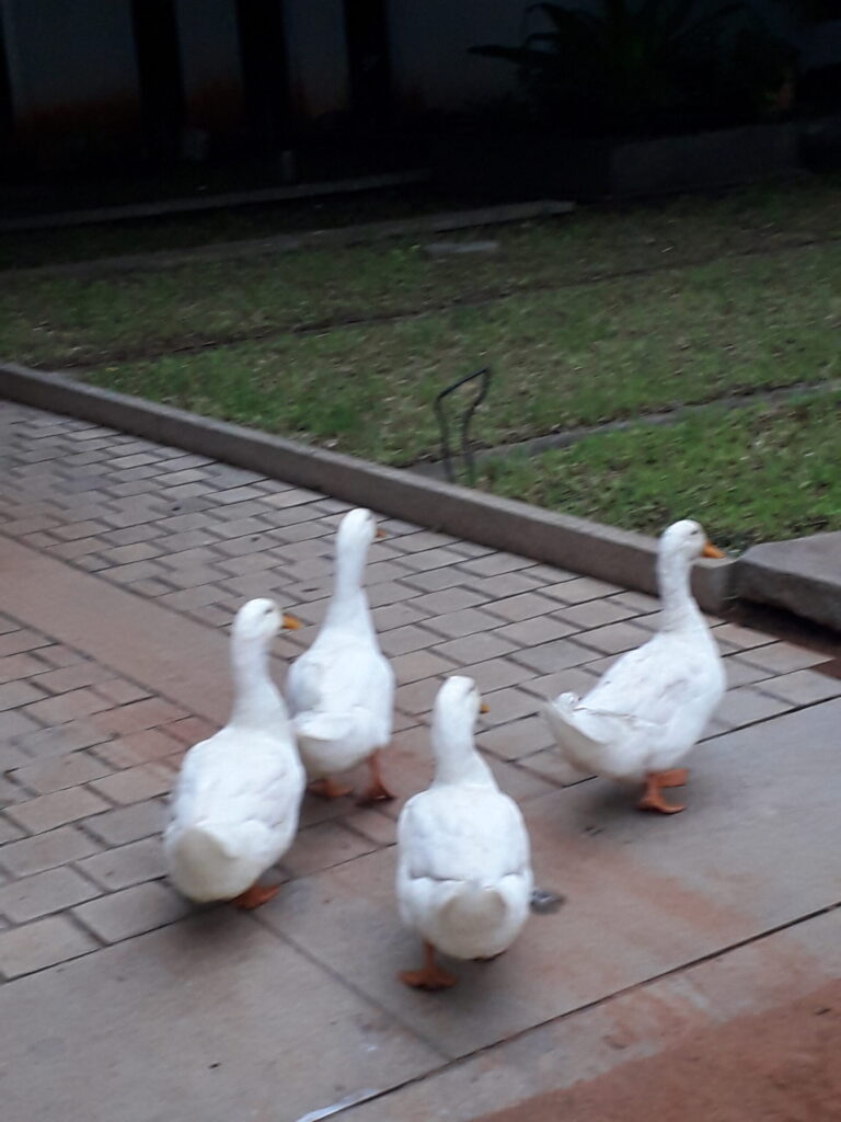 Goose Spirit Animal Meaning: Symbolism, Totem & Signs