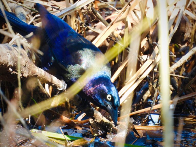 Grackle Spirit Animal Meaning: Symbolism, Totem & Signs