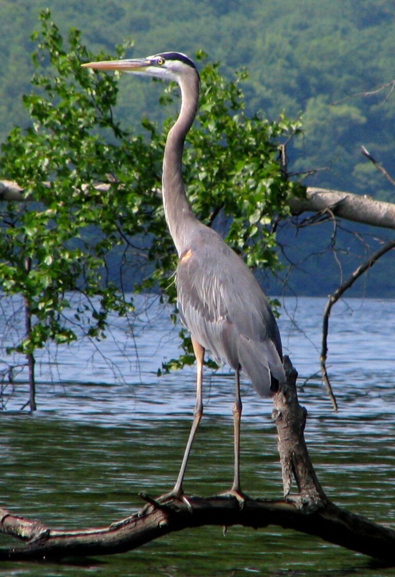 Great Blue Heron Spirit Animal Meaning: Symbolism, Totem & Signs