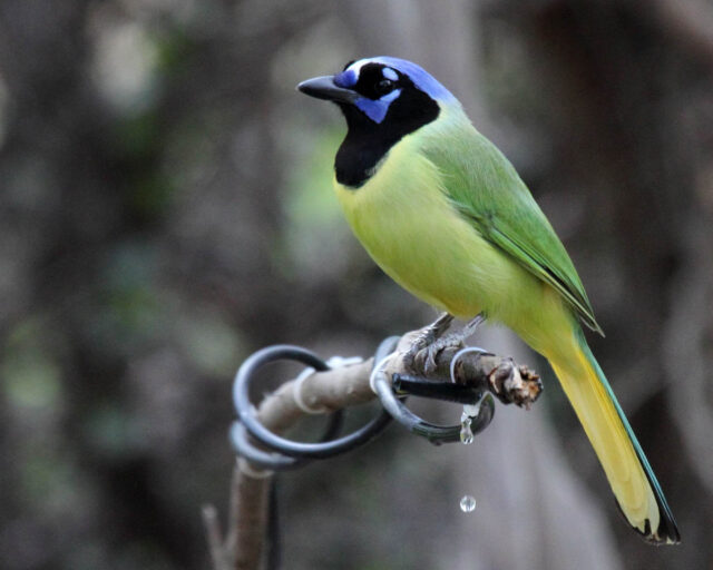 Green Jay Spirit Animal Meaning: green jay symbolizing curiosity, communication and adaptability