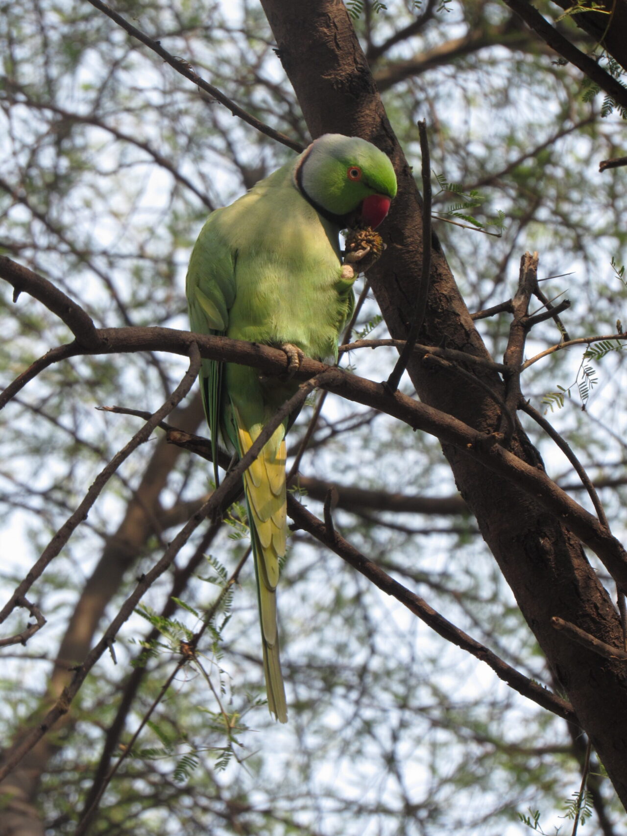 Green Parrot Spirit Animal Meaning: green parrot with red beak symbolizing communication, intelligence and renewal