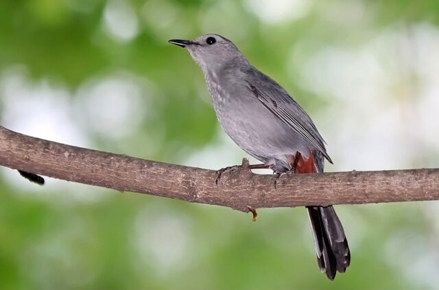 Grey Catbird Spirit Animal Meaning: grey catbird symbolizing expression, observation and adaptability