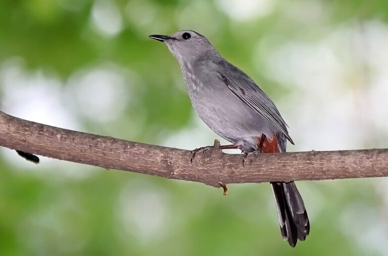 Grey Catbird Spirit Animal Meaning: Symbolism, Totem & Signs