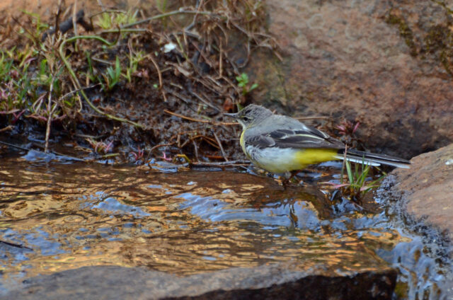 Grey Wagtail Spirit Animal Meaning: grey wagtail symbolizing movement, adaptability and balance