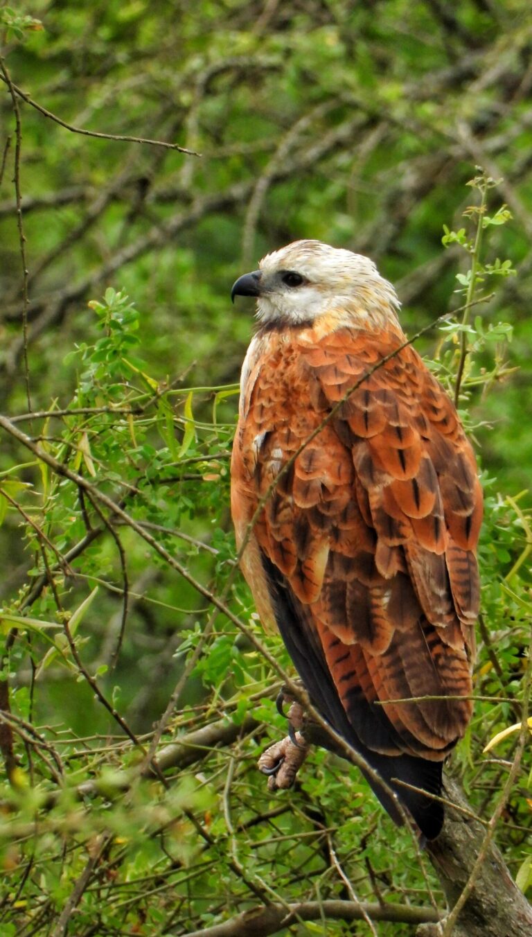 Hawk Spirit Animal Meaning: Symbolism, Totem & Signs
