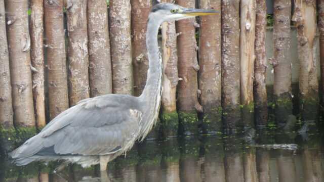 Heron Spirit Animal Meaning: heron near water symbolizing patience, stillness and self-reliance