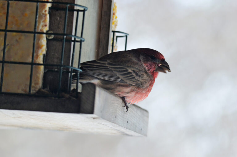 House Finch Spirit Animal Meaning: Symbolism, Totem & Signs