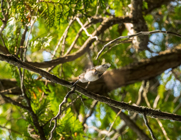 Hummingbird Spirit Animal Meaning: Symbolism, Totem & Signs