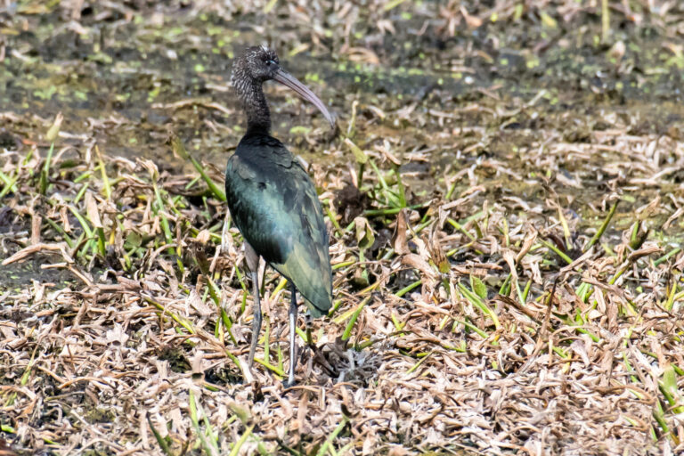 Ibis Spirit Animal Meaning: Symbolism, Totem & Signs