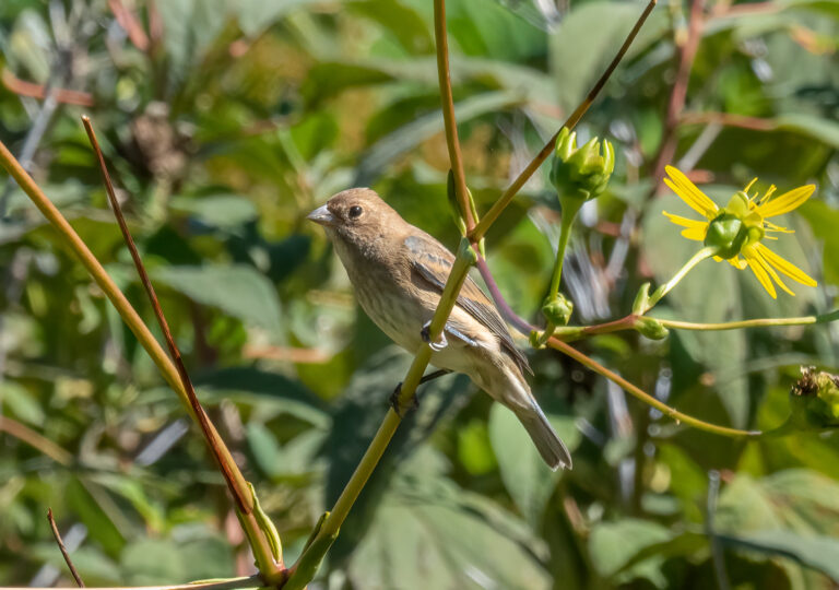 Indigo Bunting Spirit Animal Meaning: Symbolism, Totem & Signs