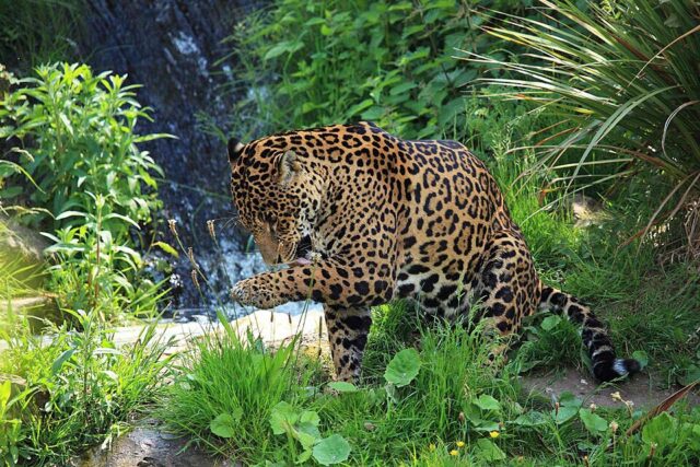 Jaguar illustrating jaguar spiritual meaning and symbolism