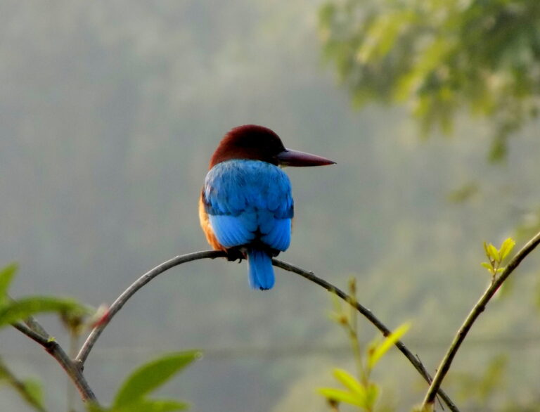 Kingfisher Spirit Animal Meaning: Symbolism, Totem & Signs