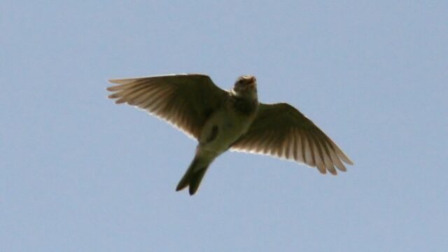 Lark Spirit Animal Meaning: skylark symbolizing joy, song, hope and spiritual elevation