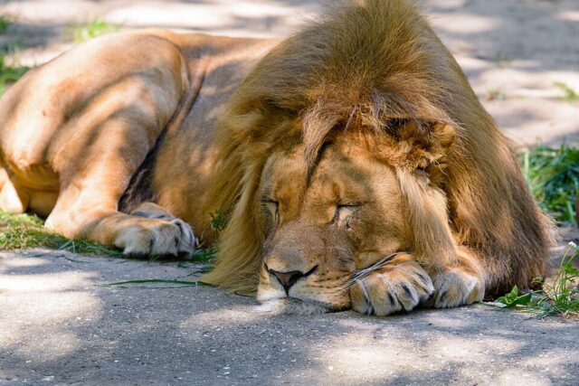Lion illustrating lion spiritual meaning and symbolism