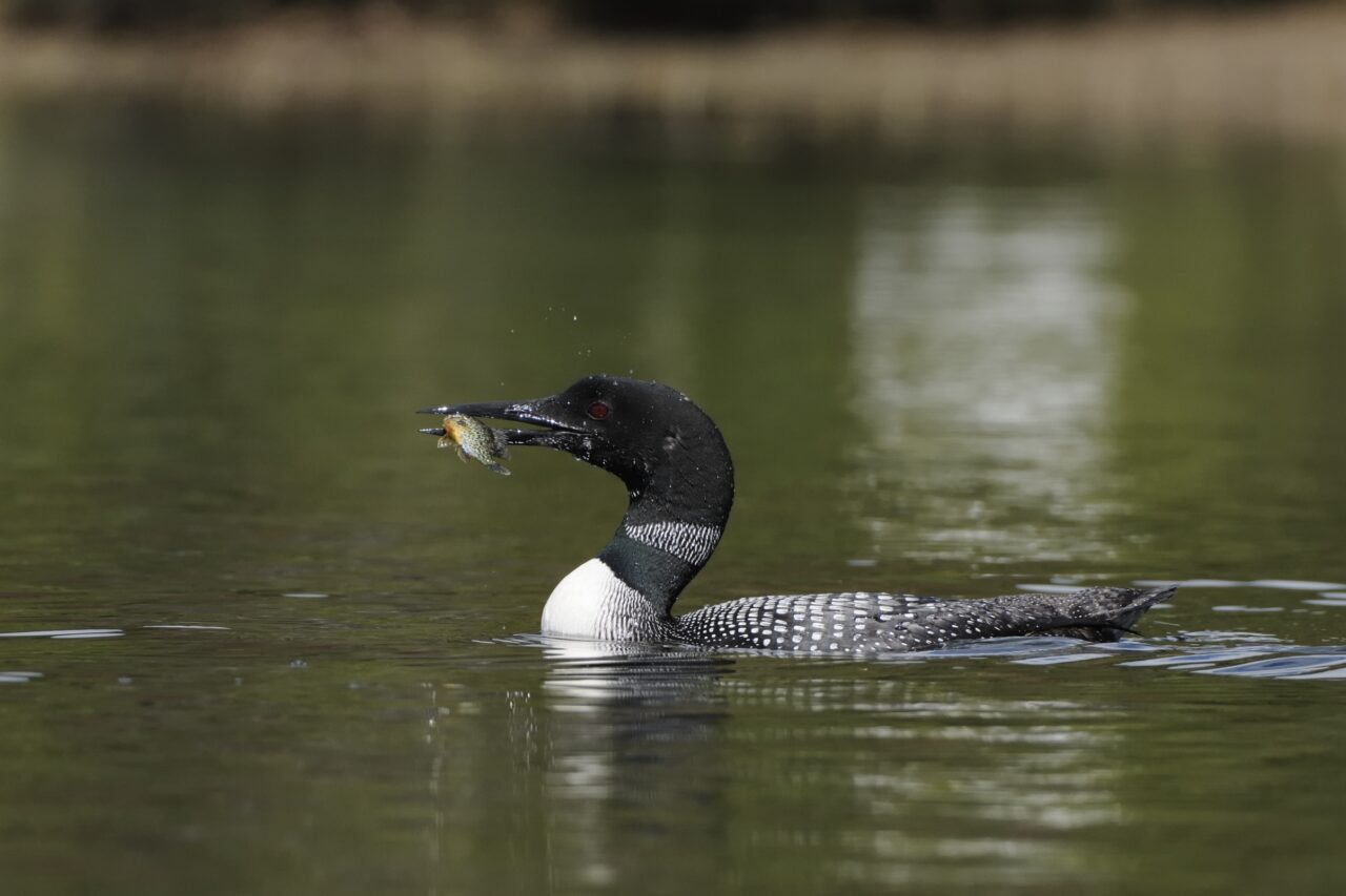 Loon Spiritual Meaning: common loon on water symbolizing intuition, solitude and emotional depth