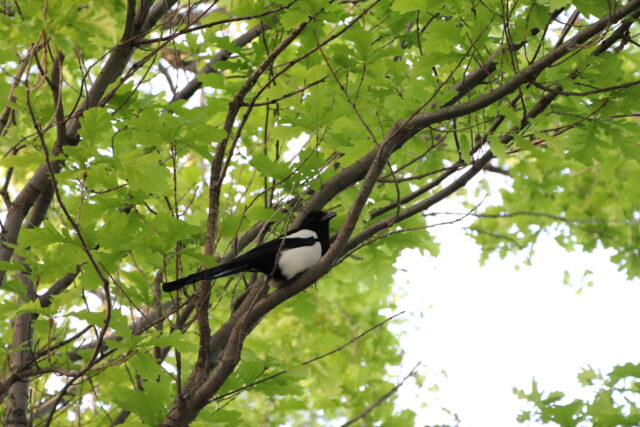 Magpie Spirit Animal Meaning: Eurasian magpie symbolizing intelligence, curiosity and duality