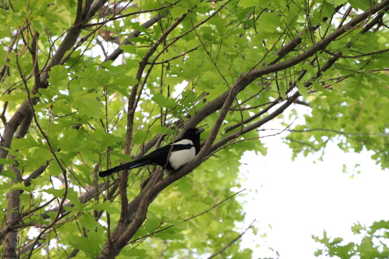 Magpie Spirit Animal Meaning: Symbolism, Totem & Signs